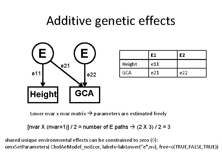 Additive genetic effects E E e 21 e 11 Height e 22 E 1