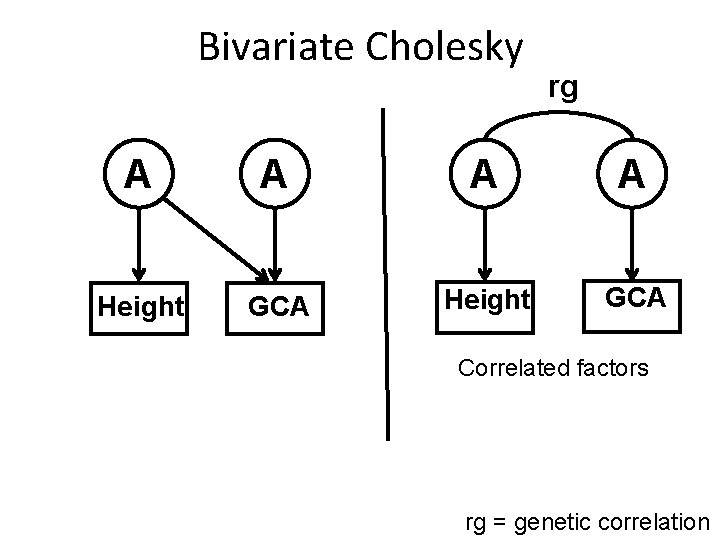 Bivariate Cholesky rg A A Height GCA Correlated factors rg = genetic correlation 
