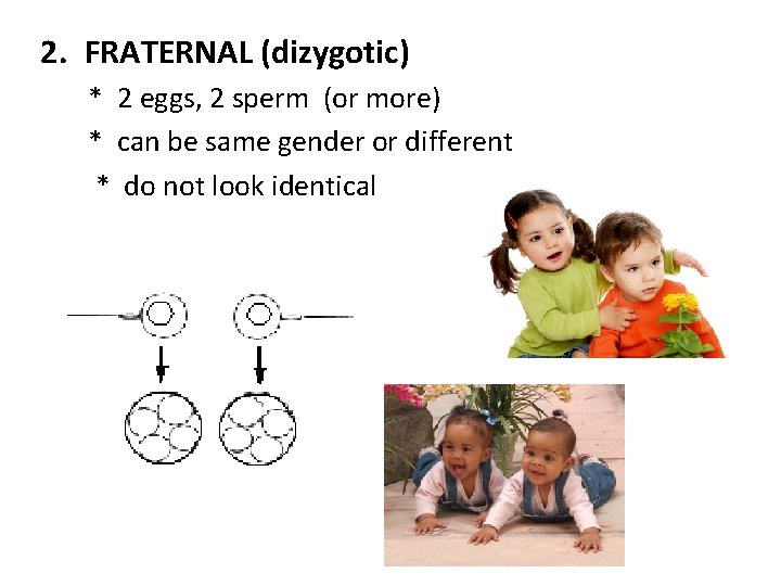 2. FRATERNAL (dizygotic) * 2 eggs, 2 sperm (or more) * can be same