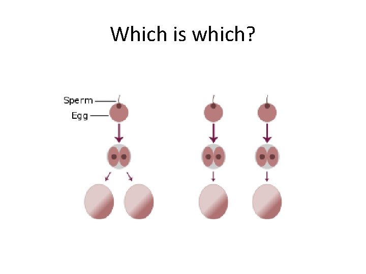 Which is which? 