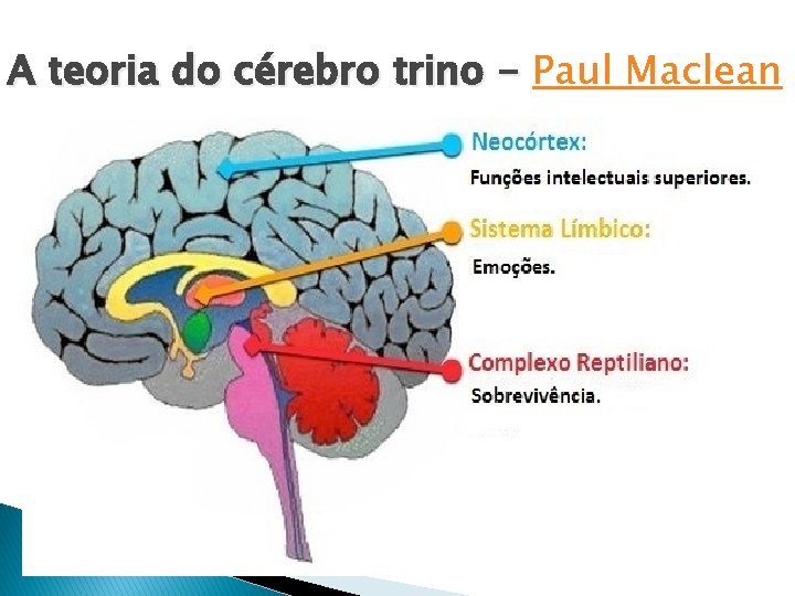 A teoria do cérebro trino - Paul Maclean 