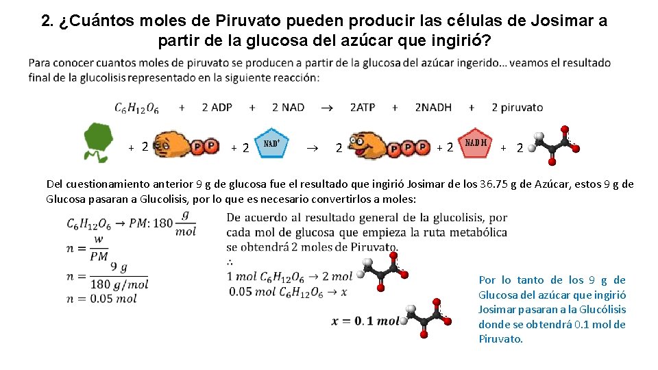 2. ¿Cuántos moles de Piruvato pueden producir las células de Josimar a partir de