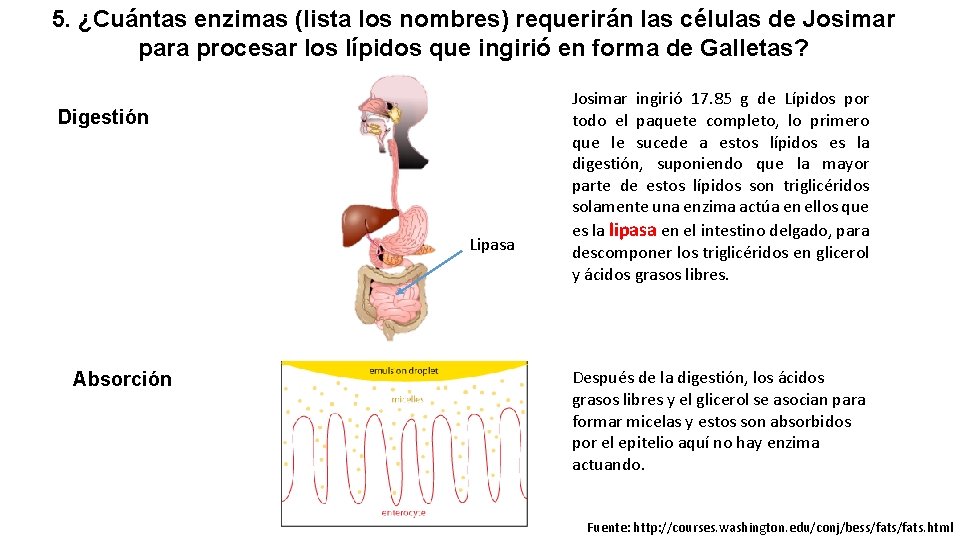 5. ¿Cuántas enzimas (lista los nombres) requerirán las células de Josimar para procesar los