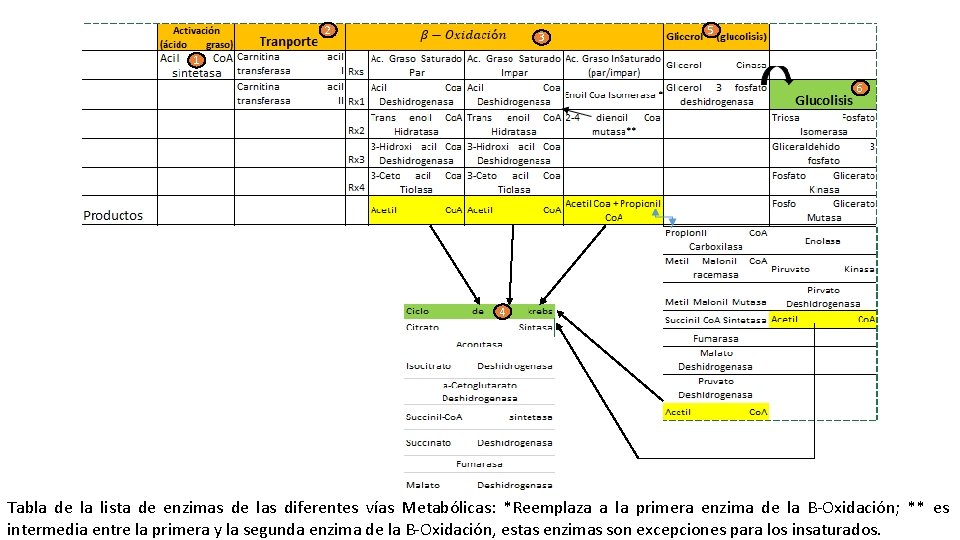 2 3 5 1 6 4 Tabla de la lista de enzimas de las