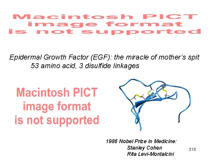 Epidermal Growth Factor (EGF): the miracle of mother’s spit 53 amino acid, 3 disulfide