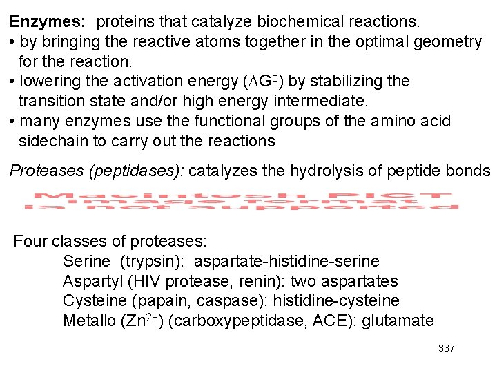 Enzymes: proteins that catalyze biochemical reactions. • by bringing the reactive atoms together in