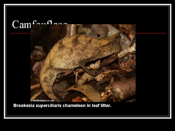Camfouflage Brookesia superciliaris chameleon in leaf litter. Camfouflage Brookesia superciliaris chameleon in leaf litter.