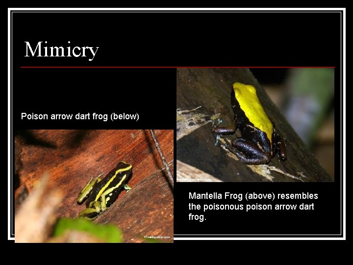 Mimicry Poison arrow dart frog (below) Mantella Frog (above) resembles the poisonous poison arrow Mimicry Poison arrow dart frog (below) Mantella Frog (above) resembles the poisonous poison arrow
