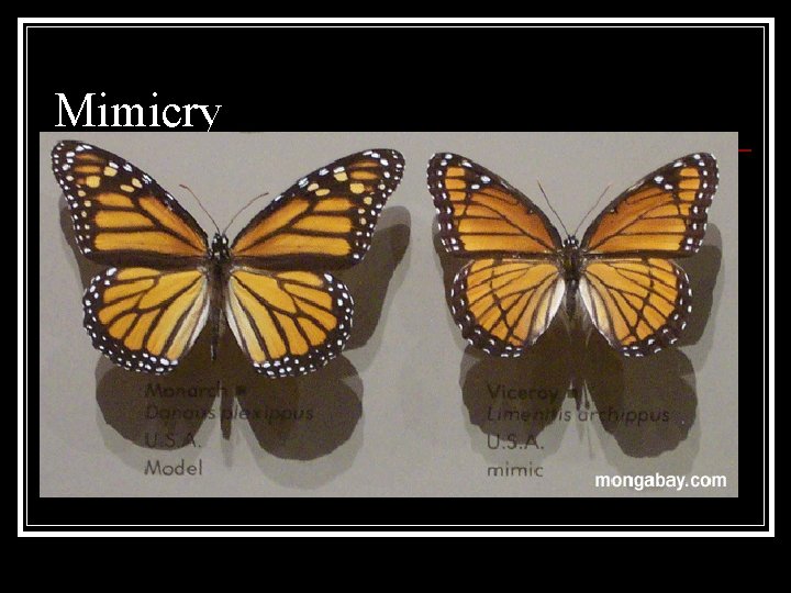 Mimicry Mimicry