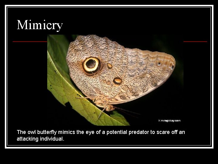 Mimicry The owl butterfly mimics the eye of a potential predator to scare off Mimicry The owl butterfly mimics the eye of a potential predator to scare off