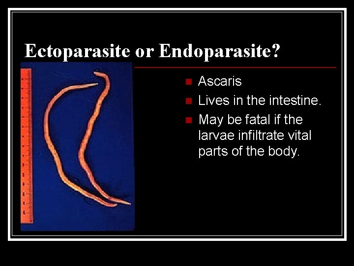 Ectoparasite or Endoparasite? n n n Ascaris Lives in the intestine. May be fatal Ectoparasite or Endoparasite? n n n Ascaris Lives in the intestine. May be fatal