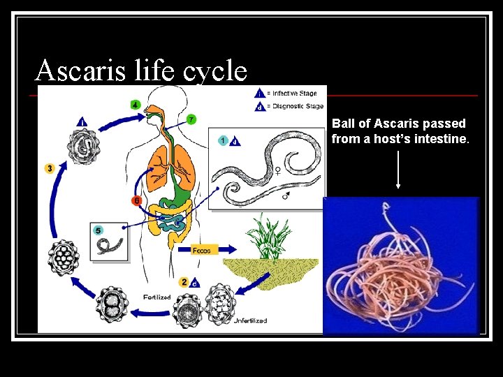 Ascaris life cycle Ball of Ascaris passed from a host’s intestine. Ascaris life cycle Ball of Ascaris passed from a host’s intestine.