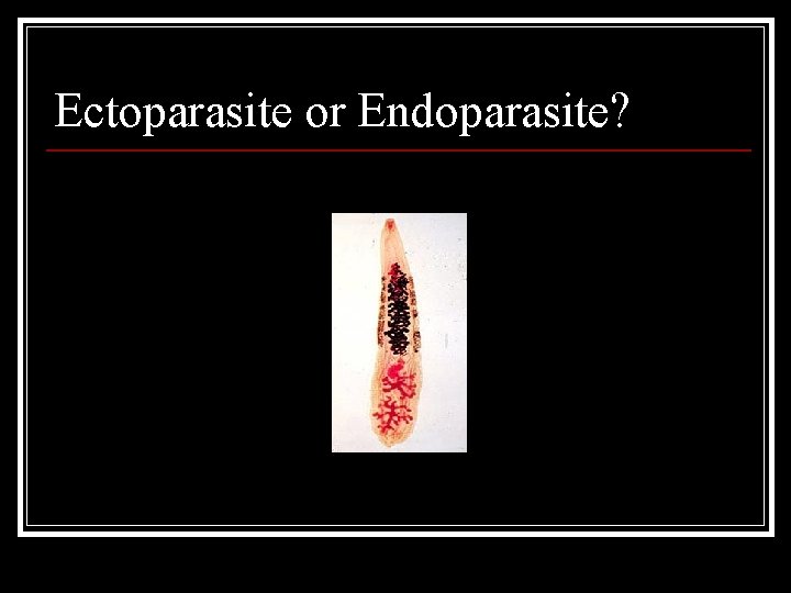 Ectoparasite or Endoparasite? Ectoparasite or Endoparasite?