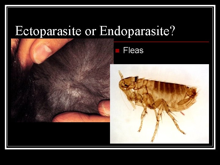 Ectoparasite or Endoparasite? n Fleas Ectoparasite or Endoparasite? n Fleas