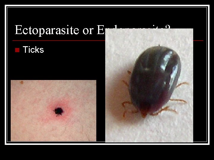 Ectoparasite or Endoparasite? n Ticks Ectoparasite or Endoparasite? n Ticks