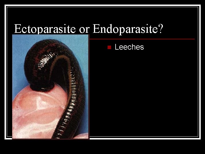 Ectoparasite or Endoparasite? n Leeches Ectoparasite or Endoparasite? n Leeches