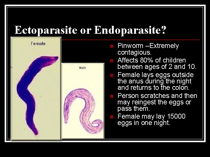 Ectoparasite or Endoparasite? n n n Pinworm –Extremely contagious. Affects 80% of children between Ectoparasite or Endoparasite? n n n Pinworm –Extremely contagious. Affects 80% of children between