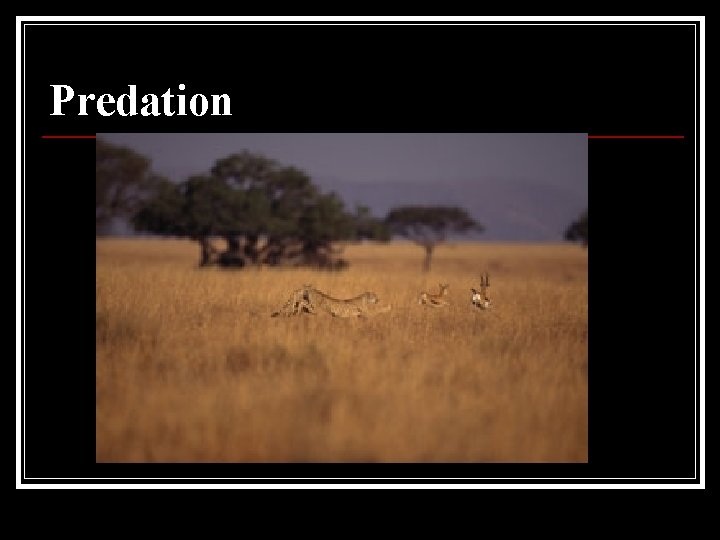 Predation Predation