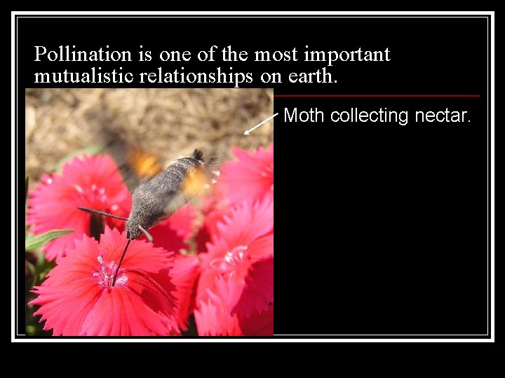 Pollination is one of the most important mutualistic relationships on earth. n Moth collecting Pollination is one of the most important mutualistic relationships on earth. n Moth collecting