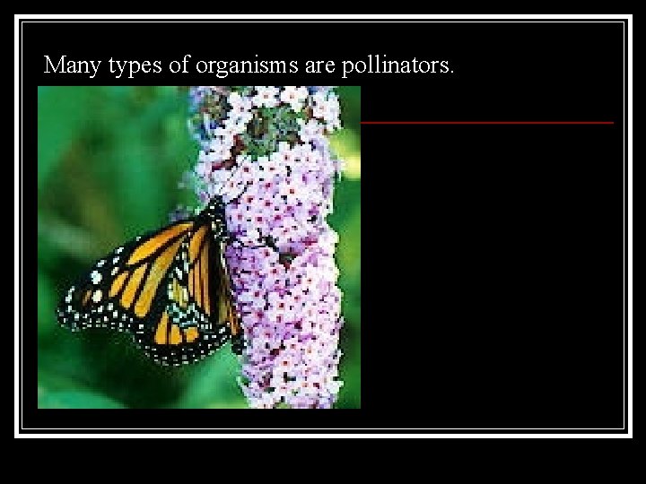 Many types of organisms are pollinators. Many types of organisms are pollinators.
