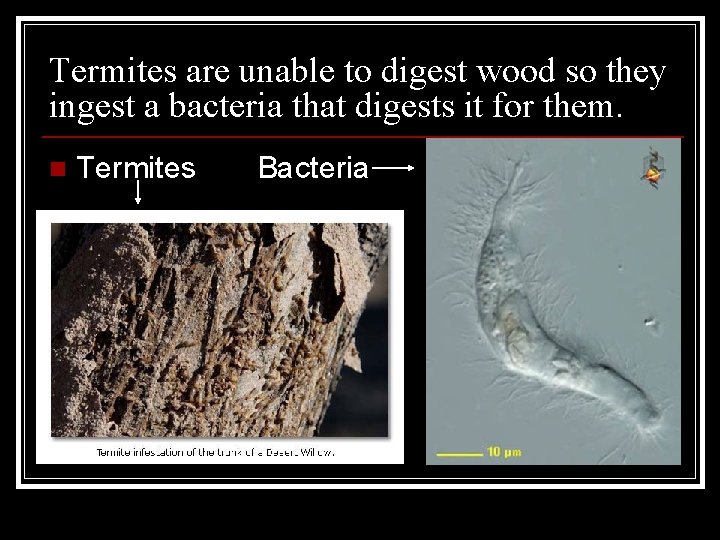 Termites are unable to digest wood so they ingest a bacteria that digests it Termites are unable to digest wood so they ingest a bacteria that digests it