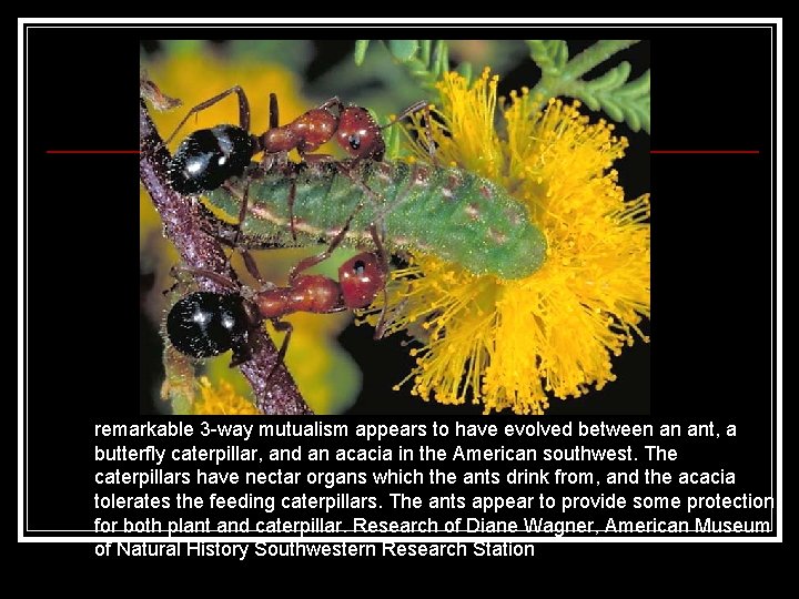 remarkable 3 -way mutualism appears to have evolved between an ant, a butterfly caterpillar, remarkable 3 -way mutualism appears to have evolved between an ant, a butterfly caterpillar,