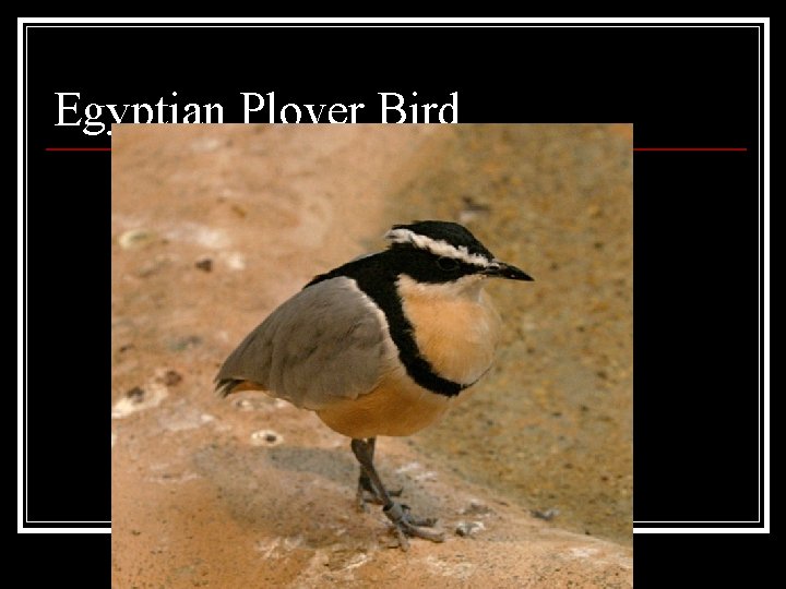 Egyptian Plover Bird Egyptian Plover Bird