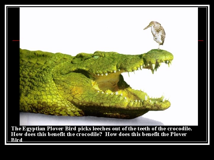The Egyptian Plover Bird picks leeches out of the teeth of the crocodile. How The Egyptian Plover Bird picks leeches out of the teeth of the crocodile. How