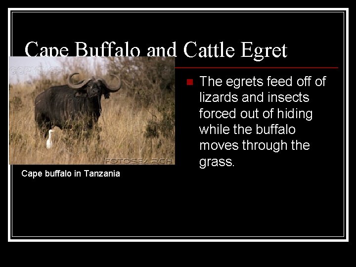 Cape Buffalo and Cattle Egret n Cape buffalo in Tanzania The egrets feed off Cape Buffalo and Cattle Egret n Cape buffalo in Tanzania The egrets feed off