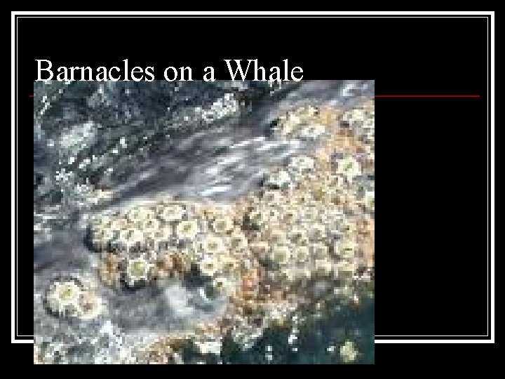 Barnacles on a Whale Barnacles on a Whale
