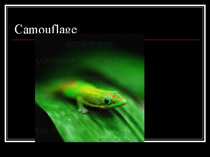 Camouflage Camouflage