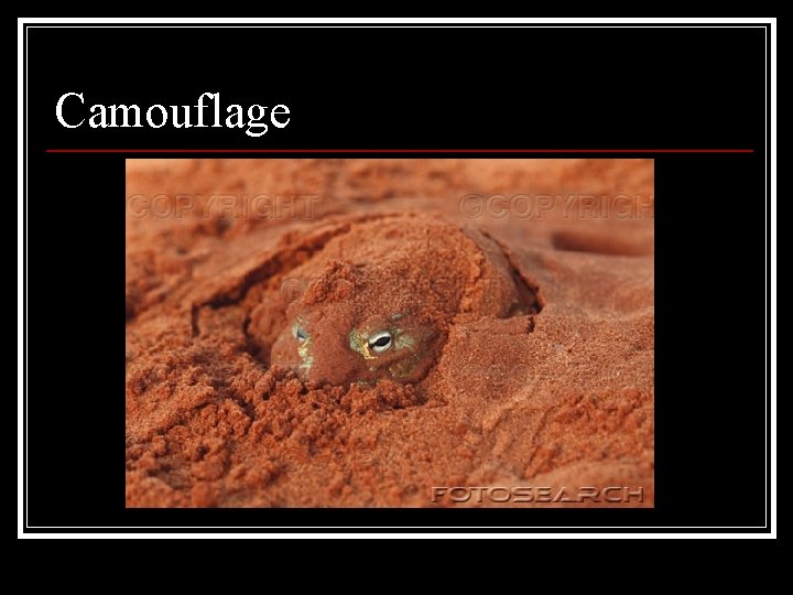 Camouflage Camouflage
