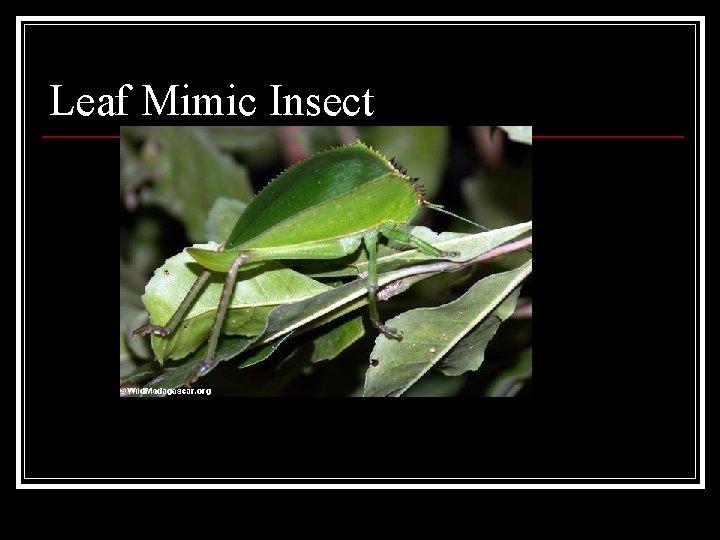 Leaf Mimic Insect Leaf Mimic Insect