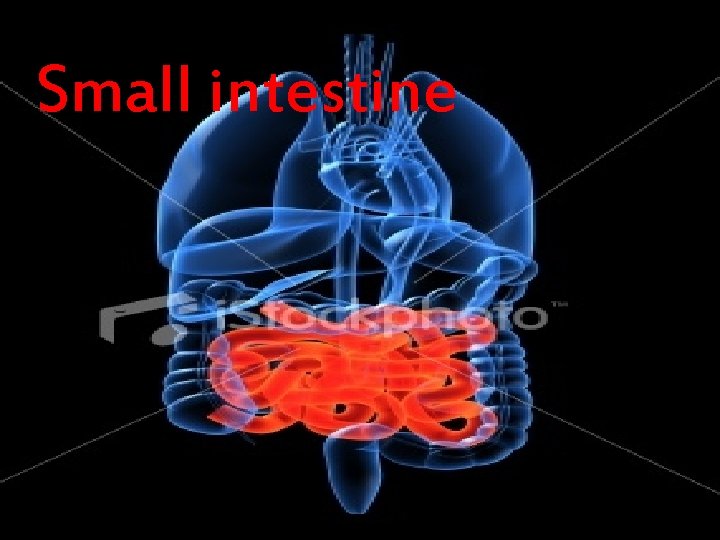 Small intestine 