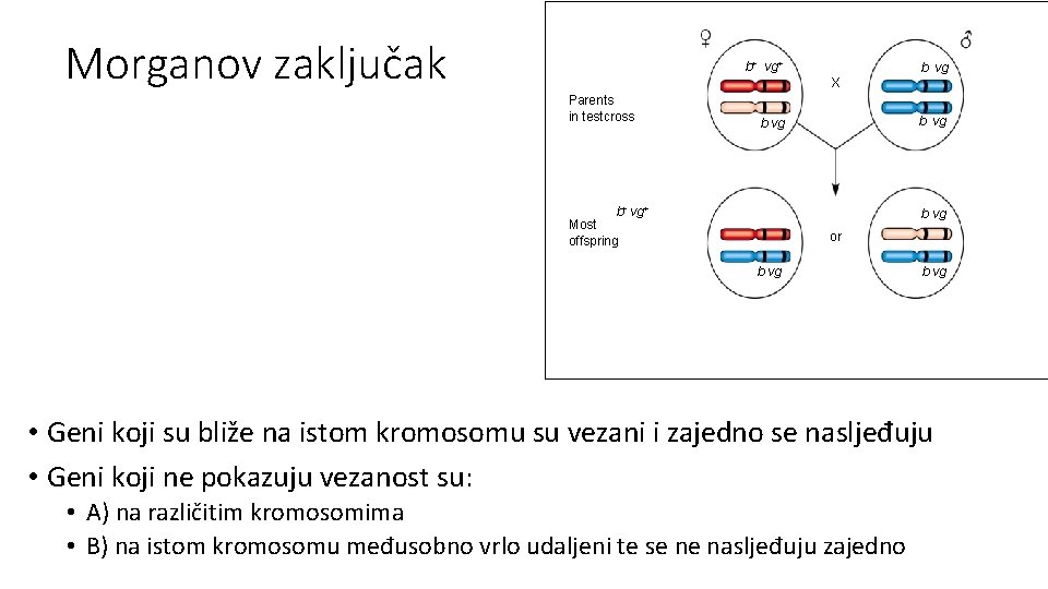 Morganov zaključak b+ vg+ b vg X Parents in testcross b vg b+ vg+