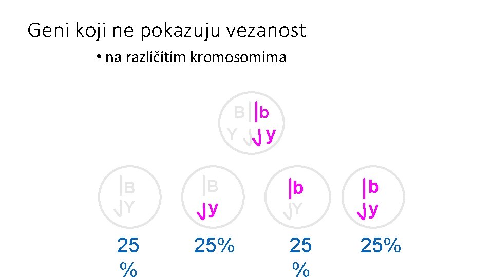 Geni koji ne pokazuju vezanost • na različitim kromosomima B b Y y B