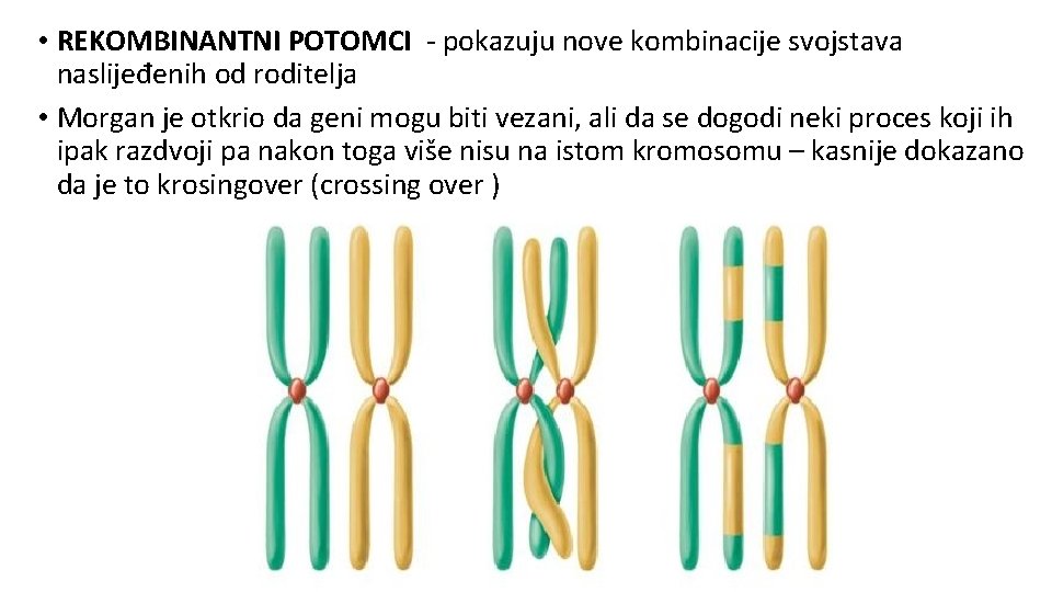  • REKOMBINANTNI POTOMCI - pokazuju nove kombinacije svojstava naslijeđenih od roditelja • Morgan