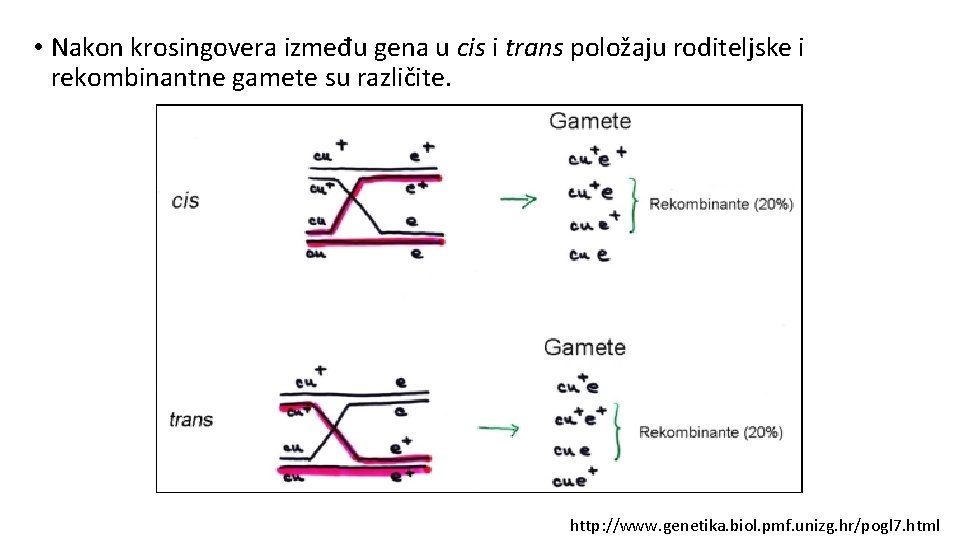  • Nakon krosingovera između gena u cis i trans položaju roditeljske i rekombinantne