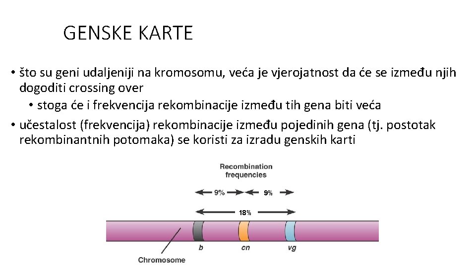 GENSKE KARTE • što su geni udaljeniji na kromosomu, veća je vjerojatnost da će