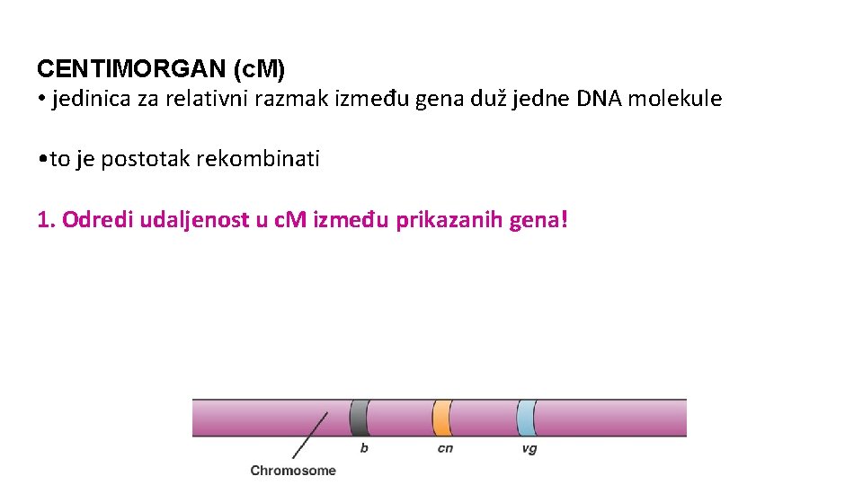 CENTIMORGAN (c. M) • jedinica za relativni razmak između gena duž jedne DNA molekule