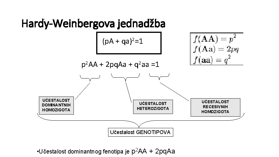 Hardy-Weinbergova jednadžba (p. A + qa)2=1 p 2 AA + 2 pq. Aa +