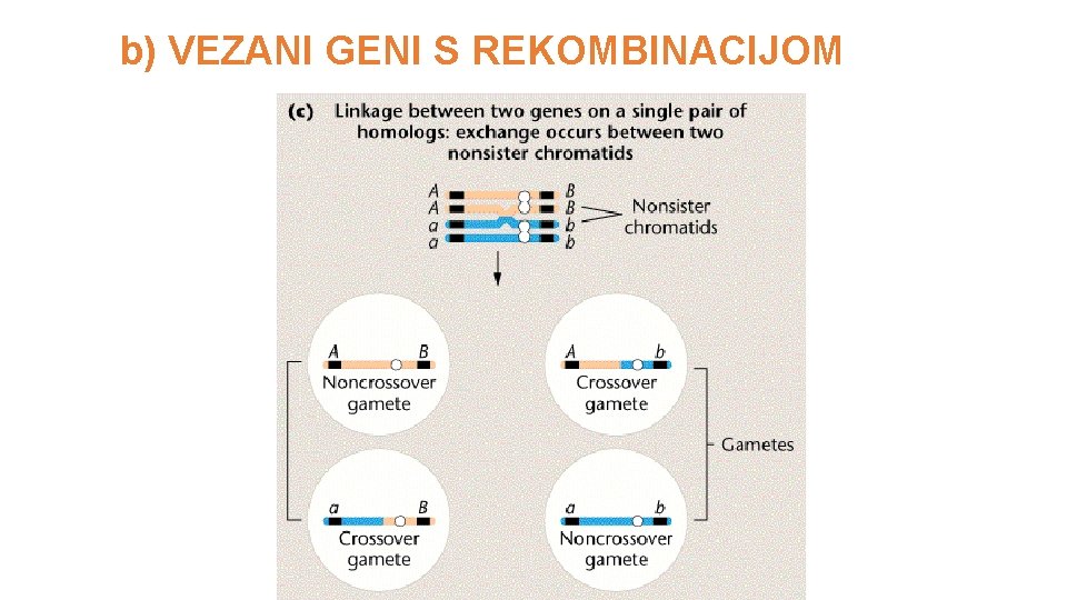 b) VEZANI GENI S REKOMBINACIJOM 