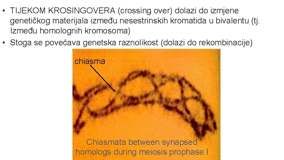  • TIJEKOM KROSINGOVERA (crossing over) dolazi do izmjene genetičkog materijala između nesestrinskih kromatida