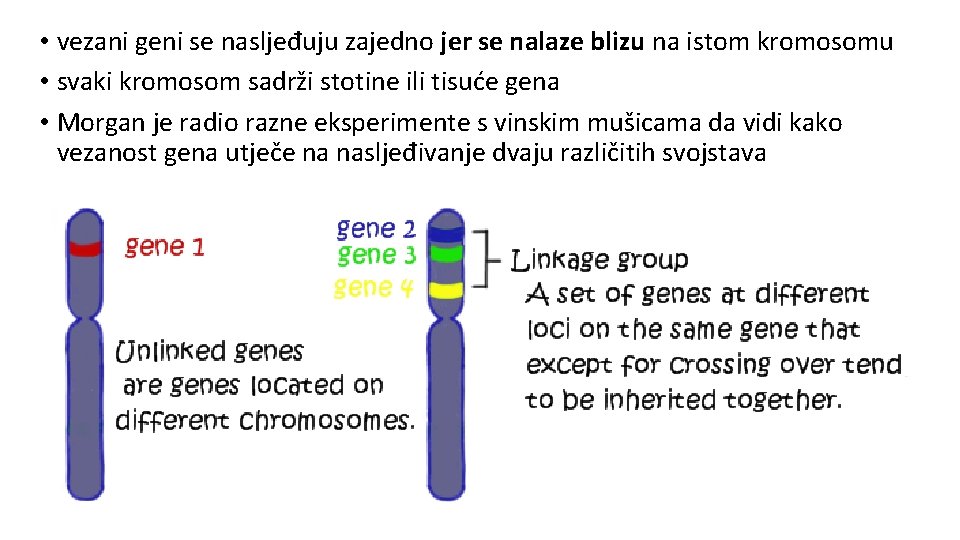  • vezani geni se nasljeđuju zajedno jer se nalaze blizu na istom kromosomu