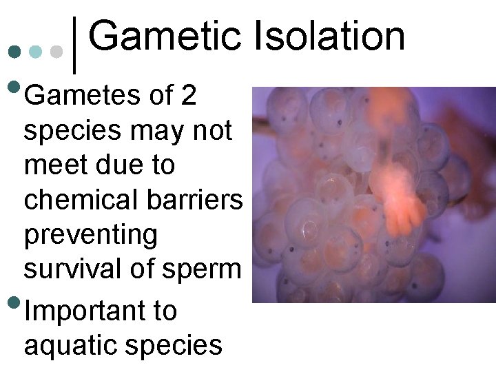 Gametic Isolation • Gametes of 2 • species may not meet due to chemical