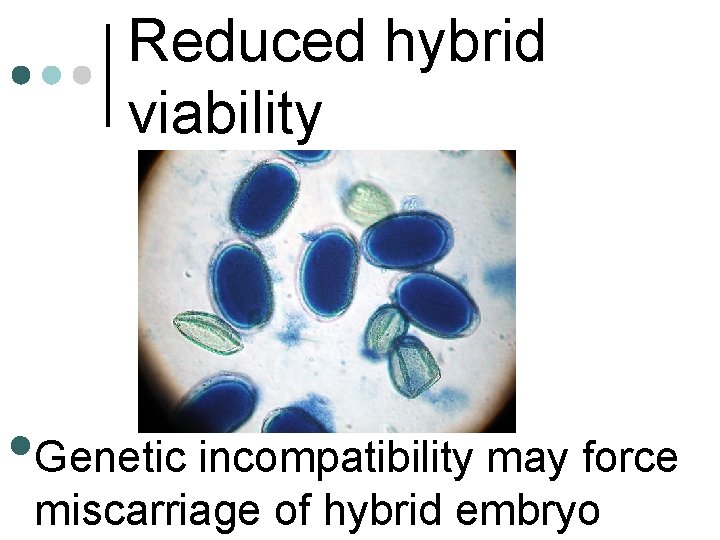 Reduced hybrid viability • Genetic incompatibility may force miscarriage of hybrid embryo 