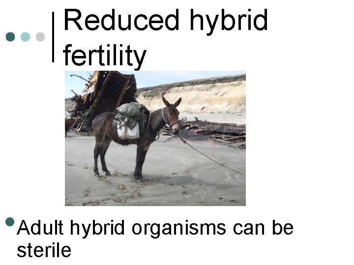 Reduced hybrid fertility • Adult hybrid organisms can be sterile 