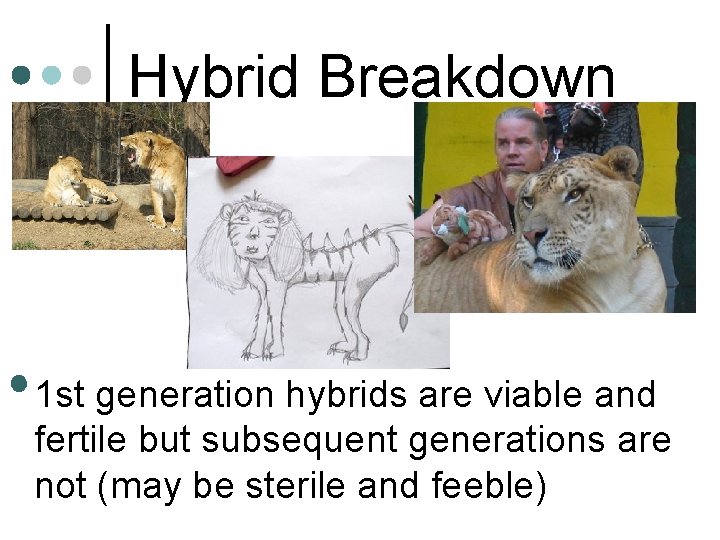 Hybrid Breakdown • 1 st generation hybrids are viable and fertile but subsequent generations