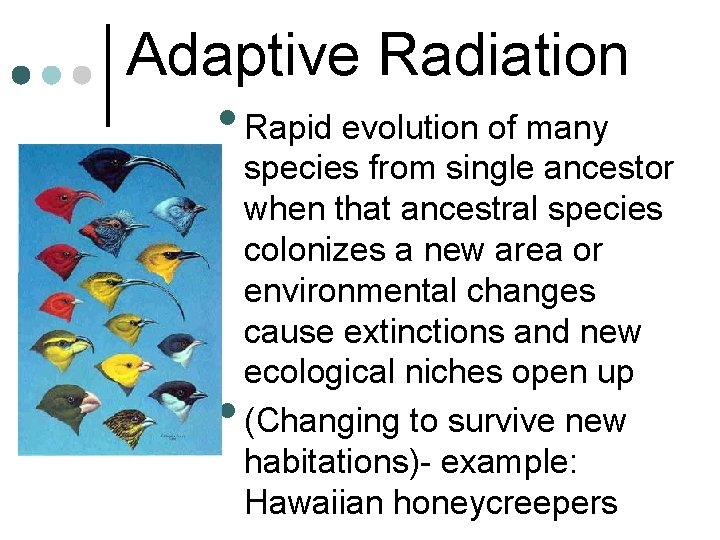 Adaptive Radiation • Rapid evolution of many • species from single ancestor when that