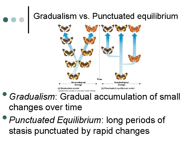 Gradualism vs. Punctuated equilibrium • Gradualism: Gradual accumulation of small changes over time •